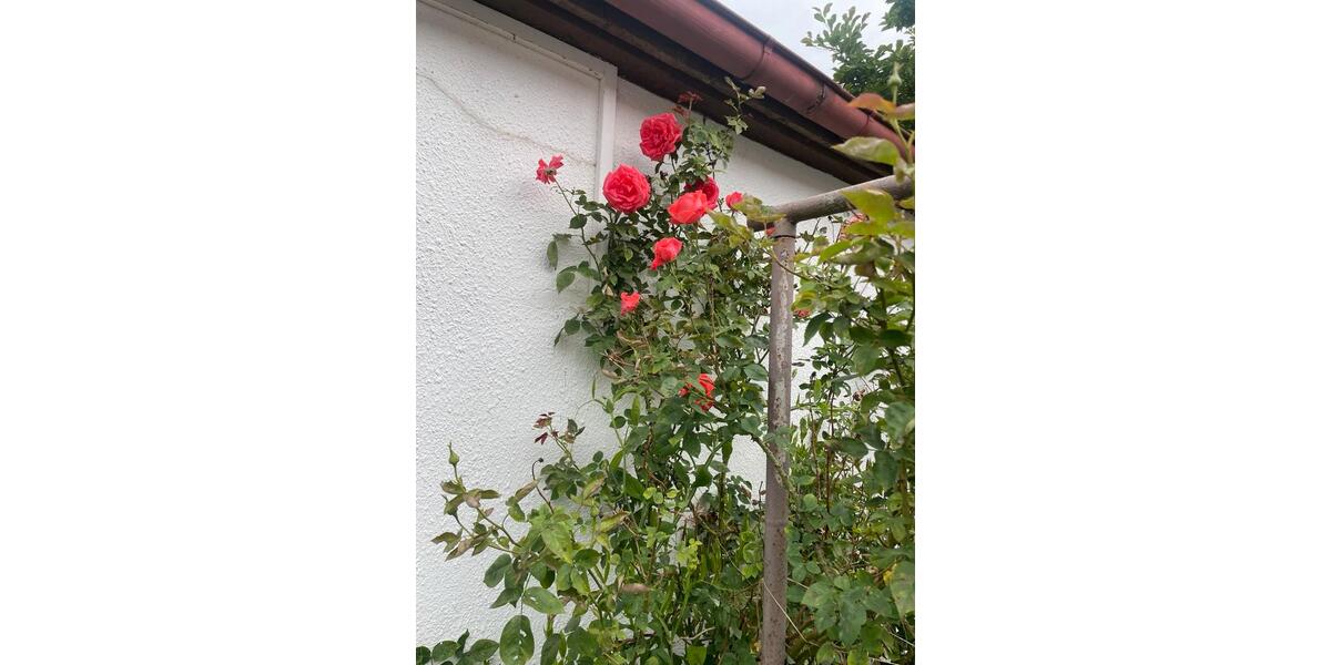 Bauernhaus, Landhaus Bad Freienwalde (Oder) - 3.5 Zimmer, 75 m&sup2;, 260.000&euro; | Angebot:25901285