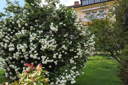 4-Zimmer Wohnung in Baden-Baden für Familie Kapitalanleger