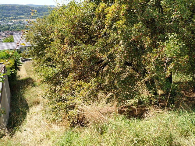 Grundstück Lauda-Königshofen Königshofen - 99.000&euro; | Angebot:25668906