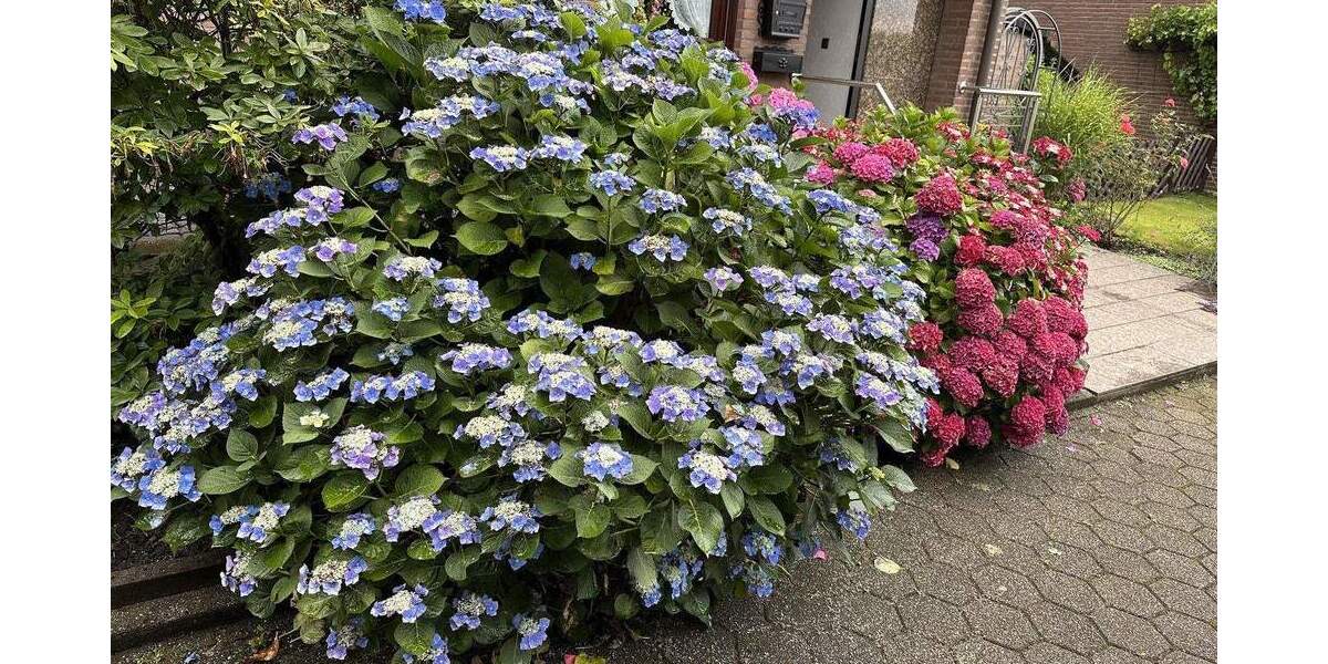 Reihenendhaus Essen Schonnebeck - 5 Zimmer, 145 m&sup2;, 419.000&euro; | Angebot:25379078