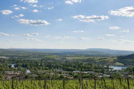 Grundstück Rüdesheim am Rhein - 828.000&euro; | Angebot:26872763