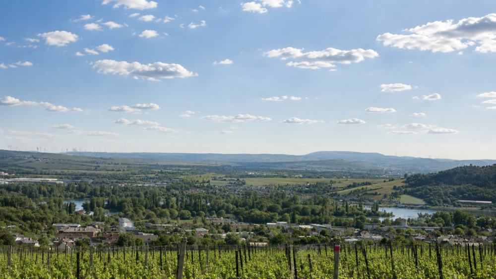 Grundstück Rüdesheim am Rhein - 828.000&euro; | Angebot:26872763