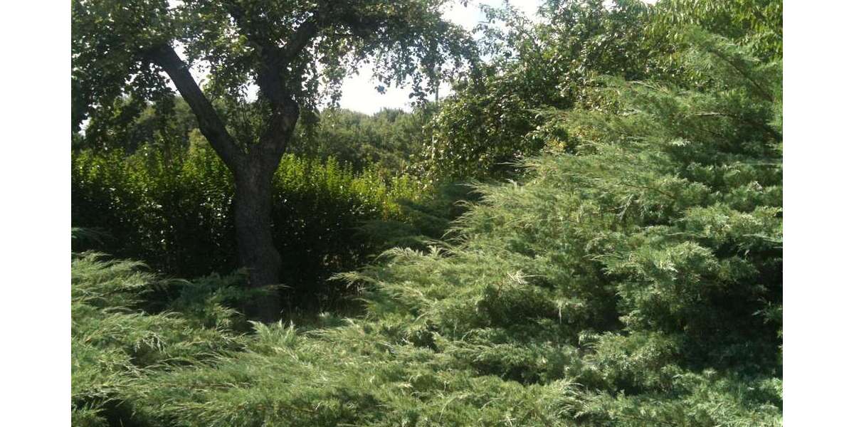 Einfamilienhaus Hönow Hönow Nord - 5 Zimmer, 126 m&sup2;, 521.200&euro; | Angebot:25375675