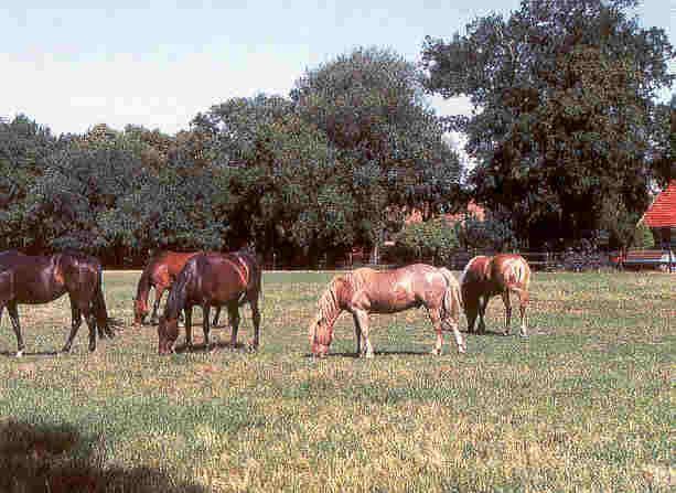 Historischer Niedersachsen- Bauernhof in Fachwerk mit Pferdeboxen u. tollen Eichenbaumbestand - Gewerbeobjekt Diepenau | Angebot:26302225