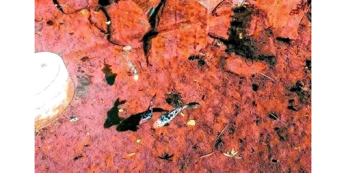 Ferienimmobilie Neukirchen bei Heiligen Blut - 100&euro; | Angebot:11058940