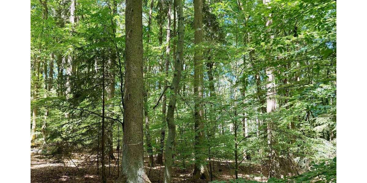 Grundstück Kelheim - 140.000&euro; | Angebot:26846968