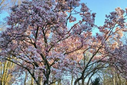 Haus Löningen - 5 Zimmer, 130 m&sup2;, 1.150&euro; | Angebot:24627323