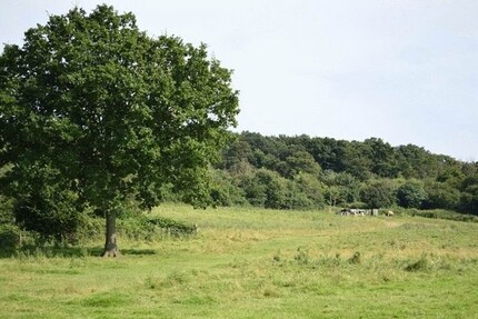 Gute Geldanlage - großes Waldgrundstück zimmer