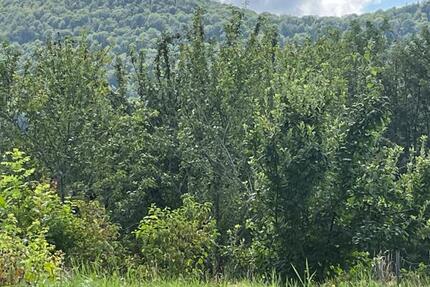 Grundstück Bissingen an der Teck Bissingen - 345.000&euro; | Angebot:24505056