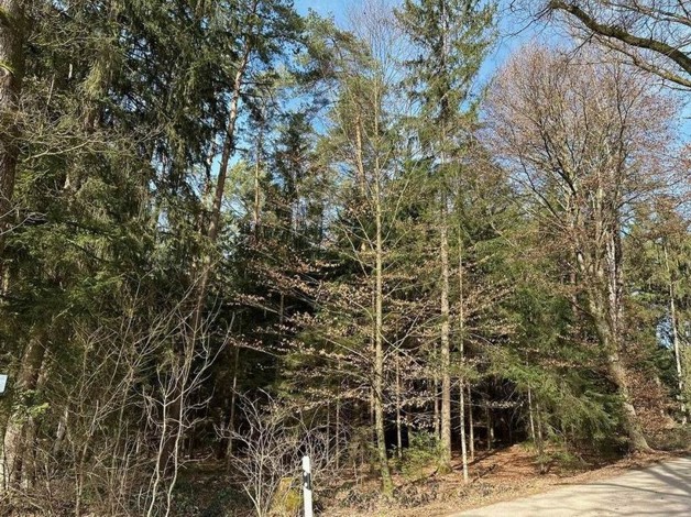 Gepflegtes Waldgrundstück in Reichertshausen - Grundstück Reichertshausen | Angebot:24274580