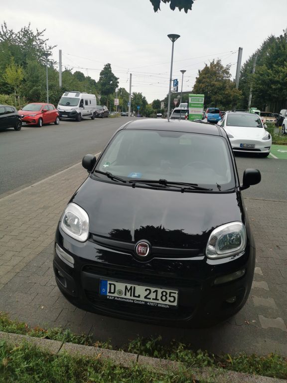 Panda