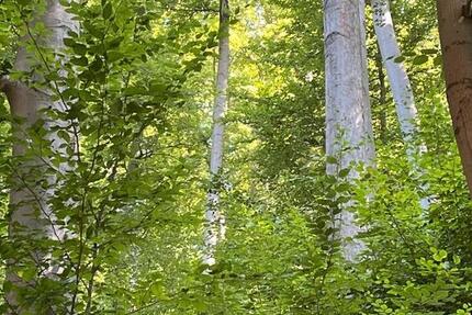 Wald in Kreiensen zimmer