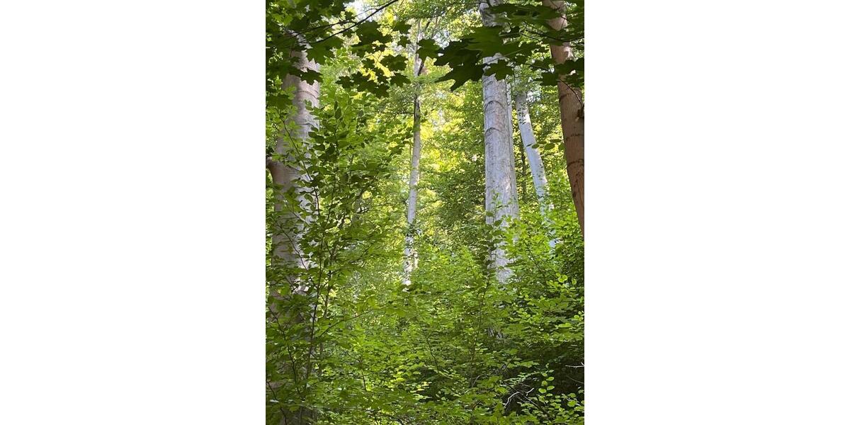 Wald in Kreiensen zimmer