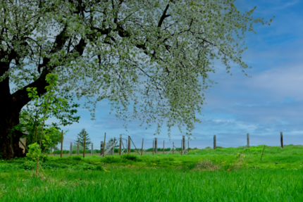 Grundstück Stößen - 65.000&euro; | Angebot:15650841