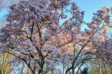 Haus Löningen - 5 Zimmer, 130 m&sup2;, 1.150&euro; | Angebot:24555594