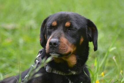 Wohnung Kochel am See Kochel - 3 Zimmer, 99 m&sup2;, 1.240&euro; | Angebot:25657416