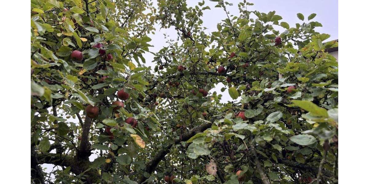 Einfamilienhaus Oberviechtach - 7 Zimmer, 190 m&sup2;, 197.000&euro; | Angebot:25210834