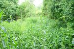 EFH - Oberkaina als Investition mit 8 % Rendite - Einfamilienhaus Bautzen Oberkaina | Angebot:24582596