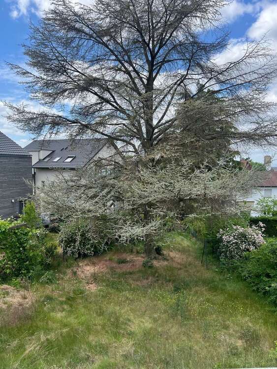 Haus zum Mieten in Darmstadt 2.800 € 230 m²