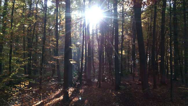 Grundstück zu verkaufen in Hettenleidelheim 45.000 € 5698 m² zimmer