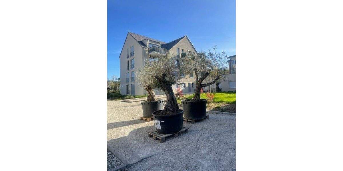 Etagenwohnung Gengenbach - 3 Zimmer, 78 m&sup2;, 950&euro; | Angebot:23941068