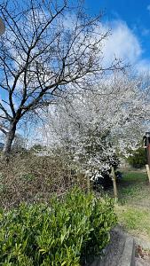 DIE LETZTEN BEIDEN HIER IM NEUBAUGEBIET - Grundstück Kellinghusen | Angebot:25142020