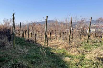 Grundstück Jechtingen Jechtingen - 8.000&euro; | Angebot:25542546