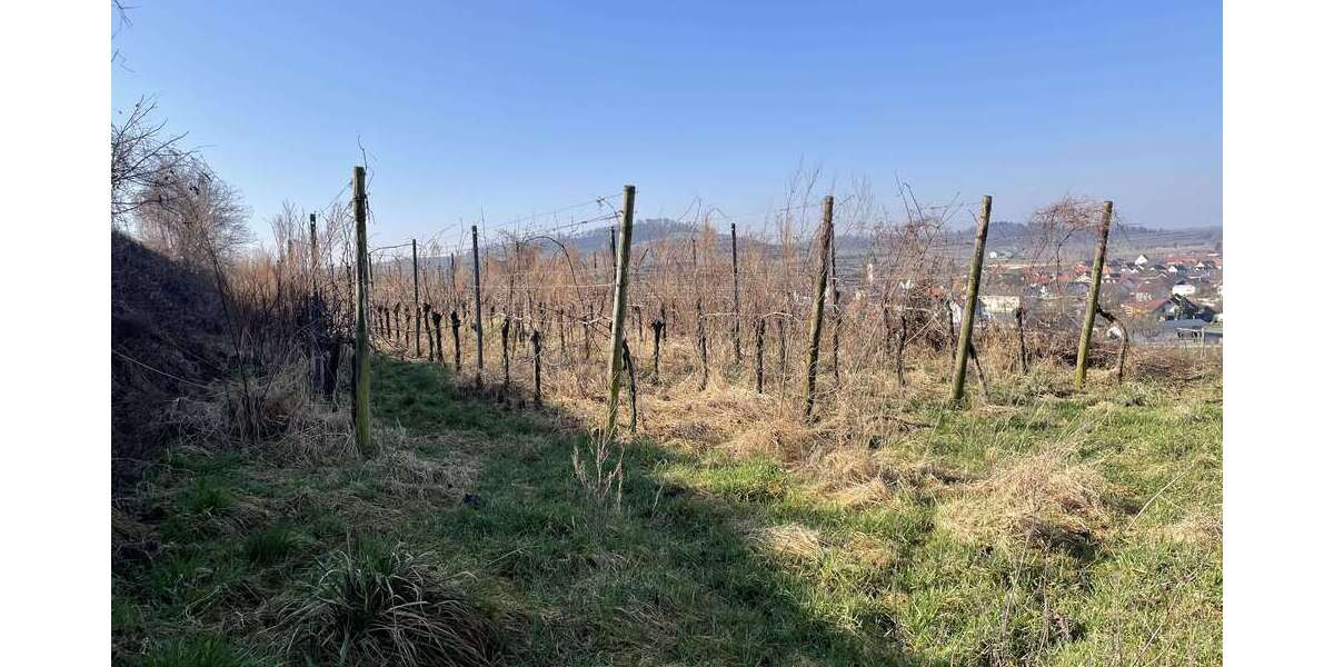 Grundstück Jechtingen Jechtingen - 8.000&euro; | Angebot:25542546