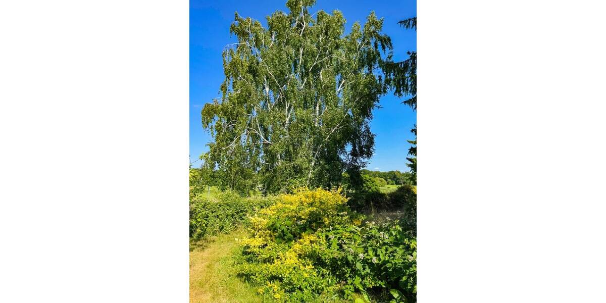 Grundstück Ebersbach Rödern - 48.000&euro; | Angebot:23981037