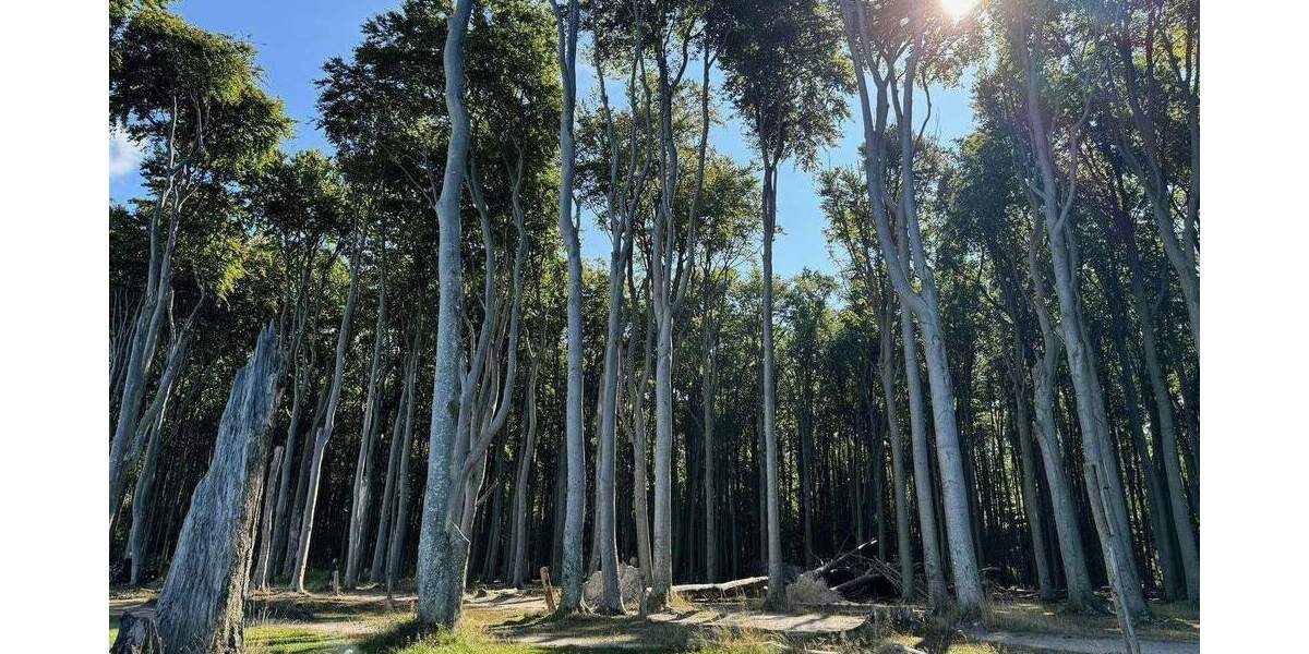 Dein Traum - eine eigene Pension an der Ostseeküste! 9 zimmer