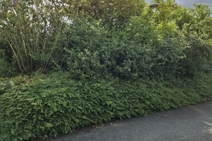 Großes Grundstück in Lügde - Grundstück Lügde | Angebot:21873474