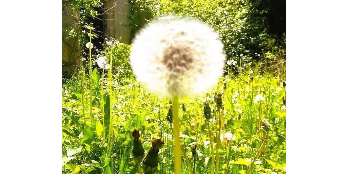 SCHÖNES HAUS FÜR MITARBEITERUNTERBRINGUNG, 5 Schlafzi, 3 Bäder, 4 WC 7 zimmer
