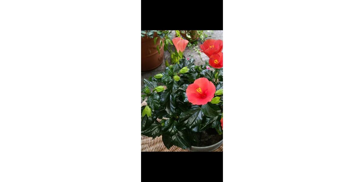 110 qm Haus für ruhige Nichtraucher an den Aschaffauen in Damm 5 zimmer