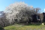Provisionsfrei* Wunderschönes Niedrigenergiehaus in WerderHavel mit großem Grundstück - Einfamilienhaus Werder (Havel) | Angebot:26227929