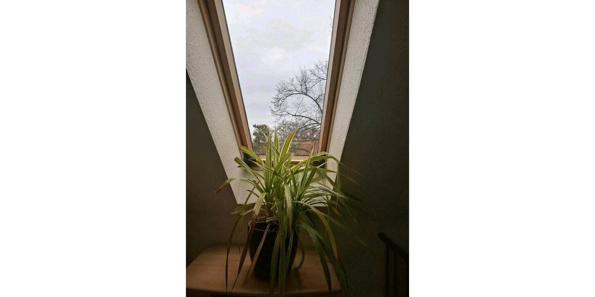 Einfamilienhaus Wernigerode - 5 Zimmer, 151 m&sup2;, 460.000&euro; | Angebot:26456061