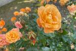 Einfamilienhaus Brand-Erbisdorf Erbisdorf - 4 Zimmer, 90 m&sup2;, 780&euro; | Angebot:26494805