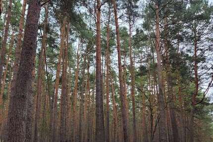 Grundstück Tauche - 85.000&euro; | Angebot:23035313