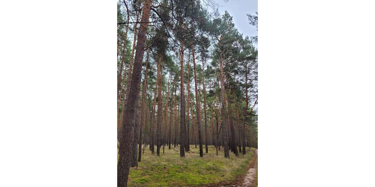 Grundstück Tauche - 85.000&euro; | Angebot:23035313