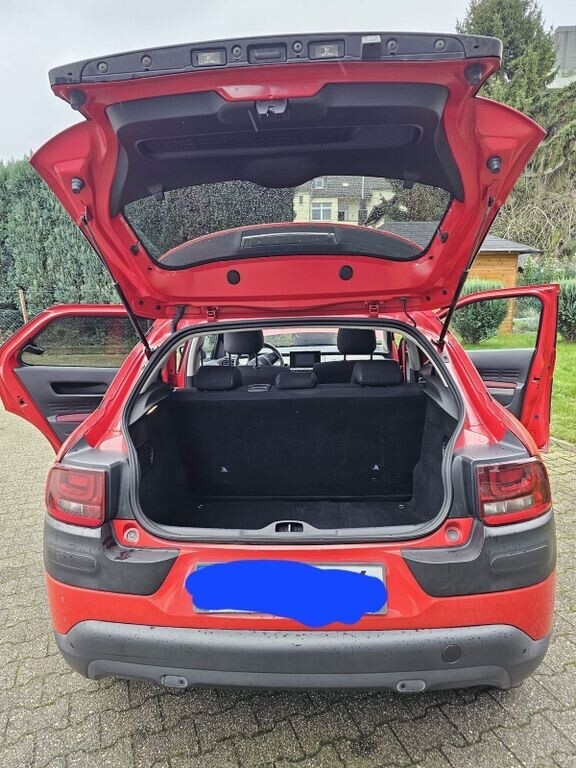 C4 Cactus