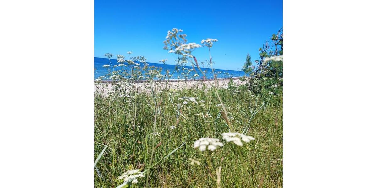 Ferienimmobilie Dresden Plauen - 1.950&euro; | Angebot:22070592