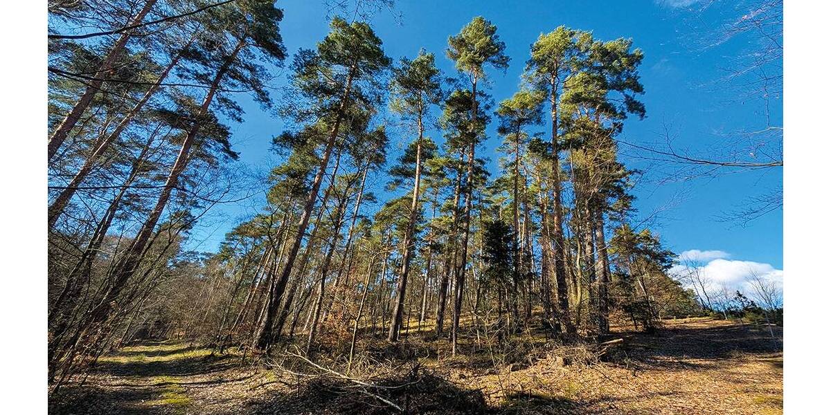 Grundstück Gardelegen Zichtau - 98.000&euro; | Angebot:26246289