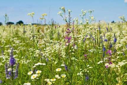 Grundstück zu verkaufen in westheim 700.000 € 560 m² zimmer