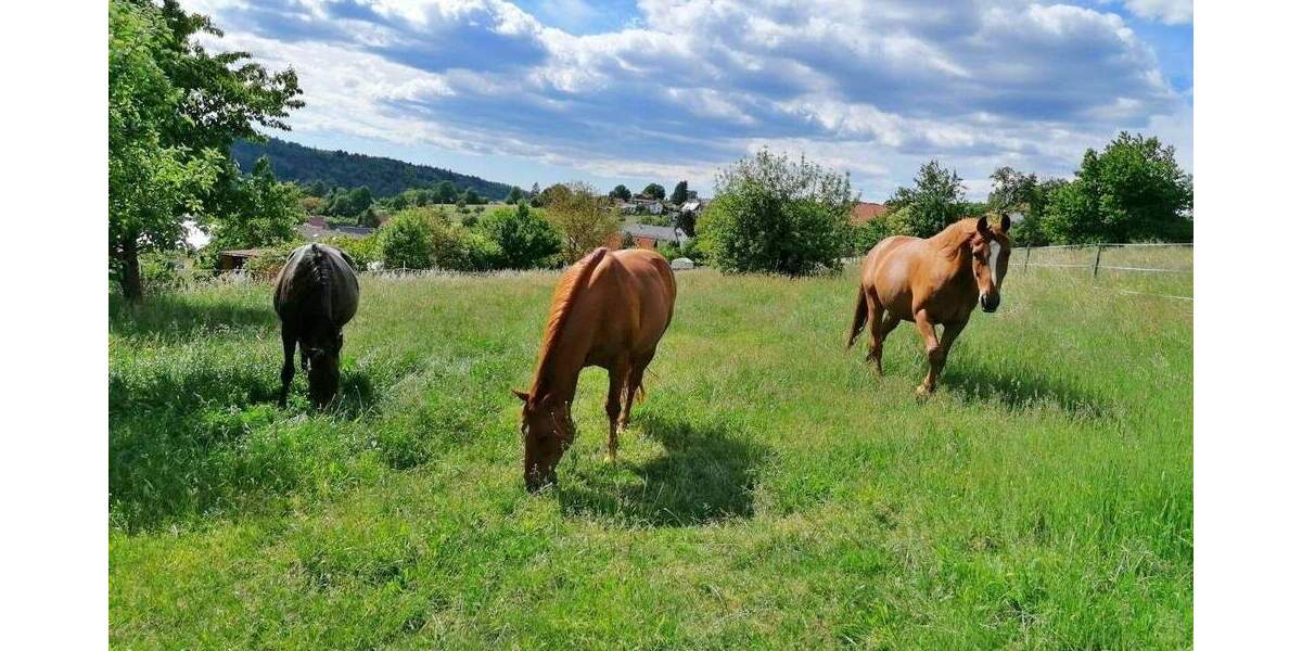 Mehrfamilienhaus, Wohnhaus Michelstadt Weiten-Gesäß - 6 Zimmer, 230 m&sup2;, 695.000&euro; | Angebot:25743244