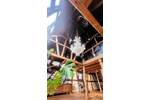 Bauernhaus, Landhaus Rodenbach Niederrodenbach - 6 Zimmer, 280 m&sup2;, 765.000&euro; | Angebot:25663300