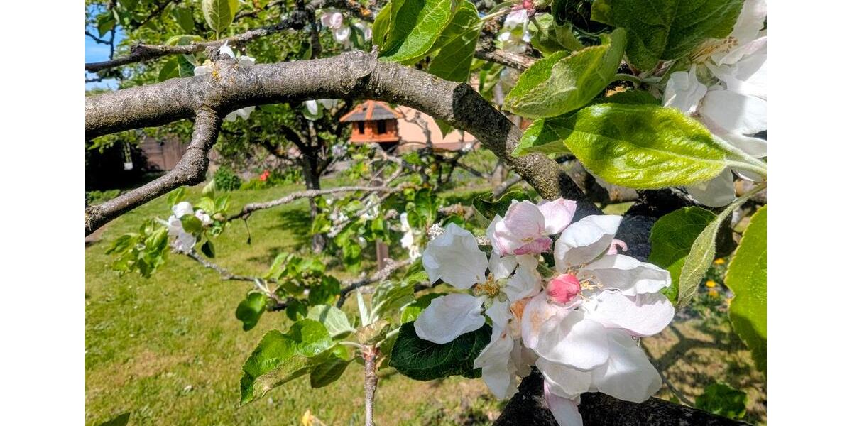 Grundstück Hohenstein-Ernstthal Ernstthal - 3.000&euro; | Angebot:23279495