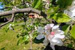 Grundstück Hohenstein-Ernstthal Ernstthal - 3.000&euro; | Angebot:23279495