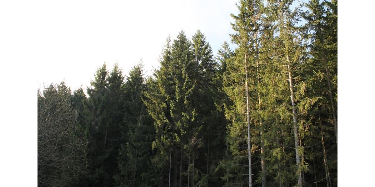 Etagenwohnung Arrach - 2.5 Zimmer, 68 m&sup2;, 600&euro; | Angebot:25417734