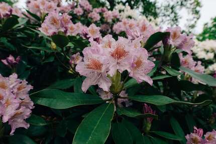 Grundstück Schwerin Friedrichsthal - 145.000&euro; | Angebot:20705439