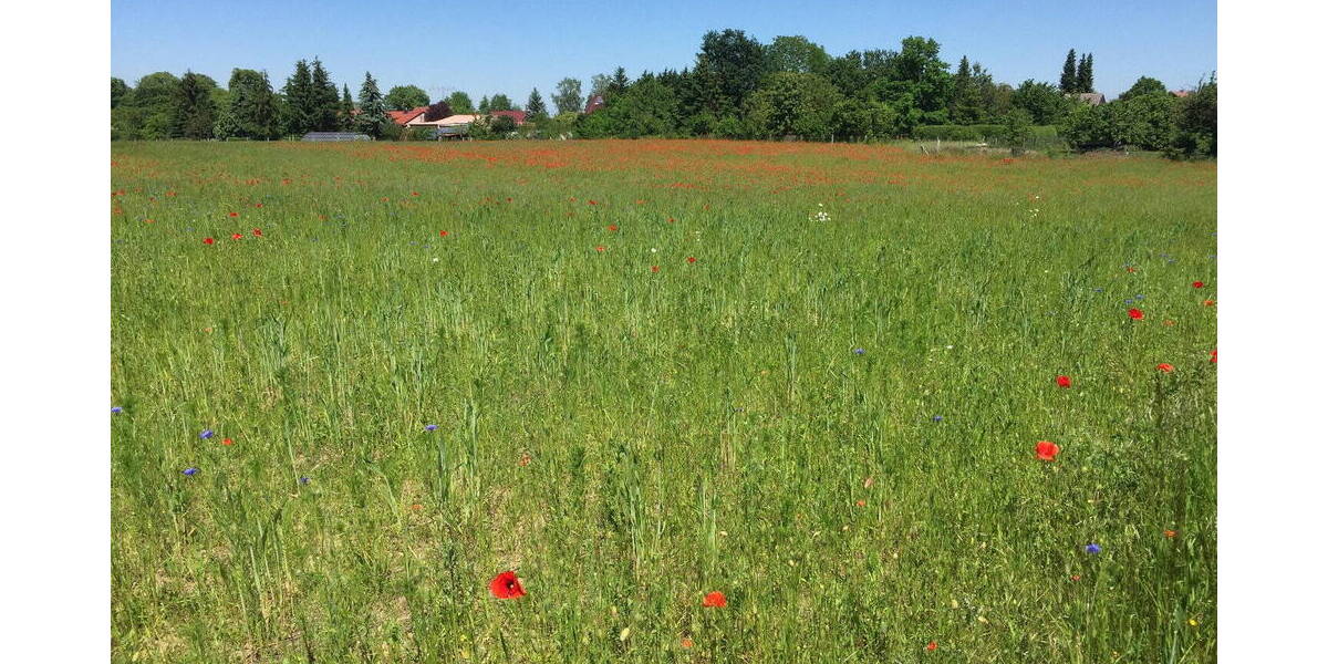 Einfamilienhaus Templin - 8 Zimmer, 275 m&sup2;, 345.000&euro; | Angebot:26038958