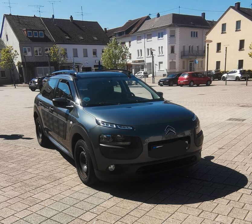 C4 Cactus
